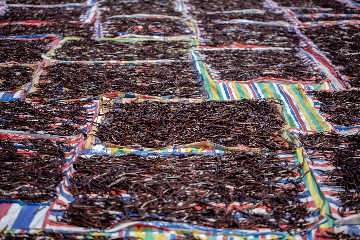 Comoros - Planifolia Vanilla Beans - vanillasoftheworld.com