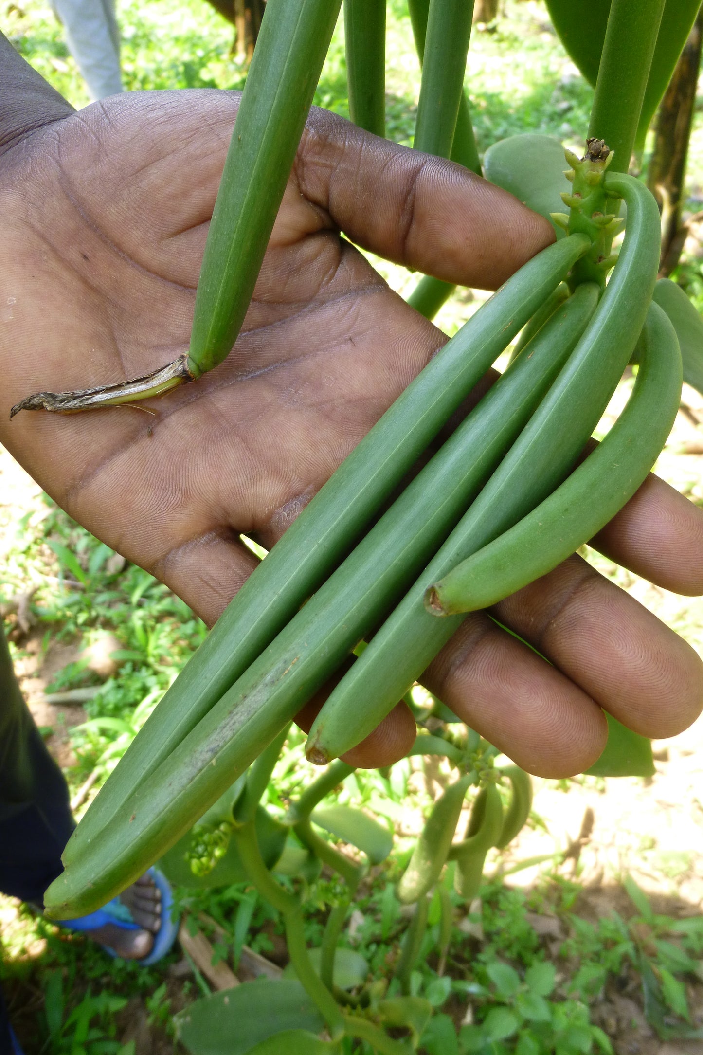 Congo Planifolia Vanilla Beans - vanillasoftheworld.com