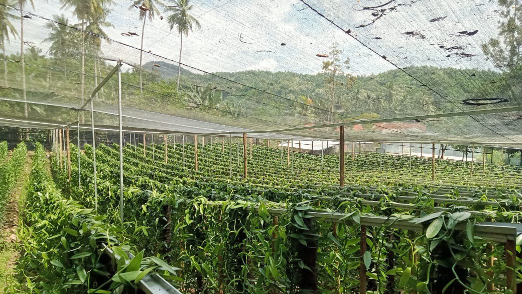 East Timor Planifolia Vanilla Beans - vanillasoftheworld.com