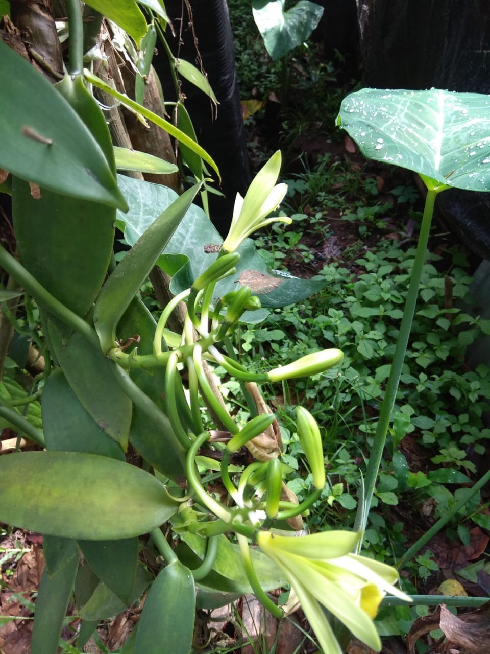 Indonesia - West Papua - Planifolia Vanilla Beans