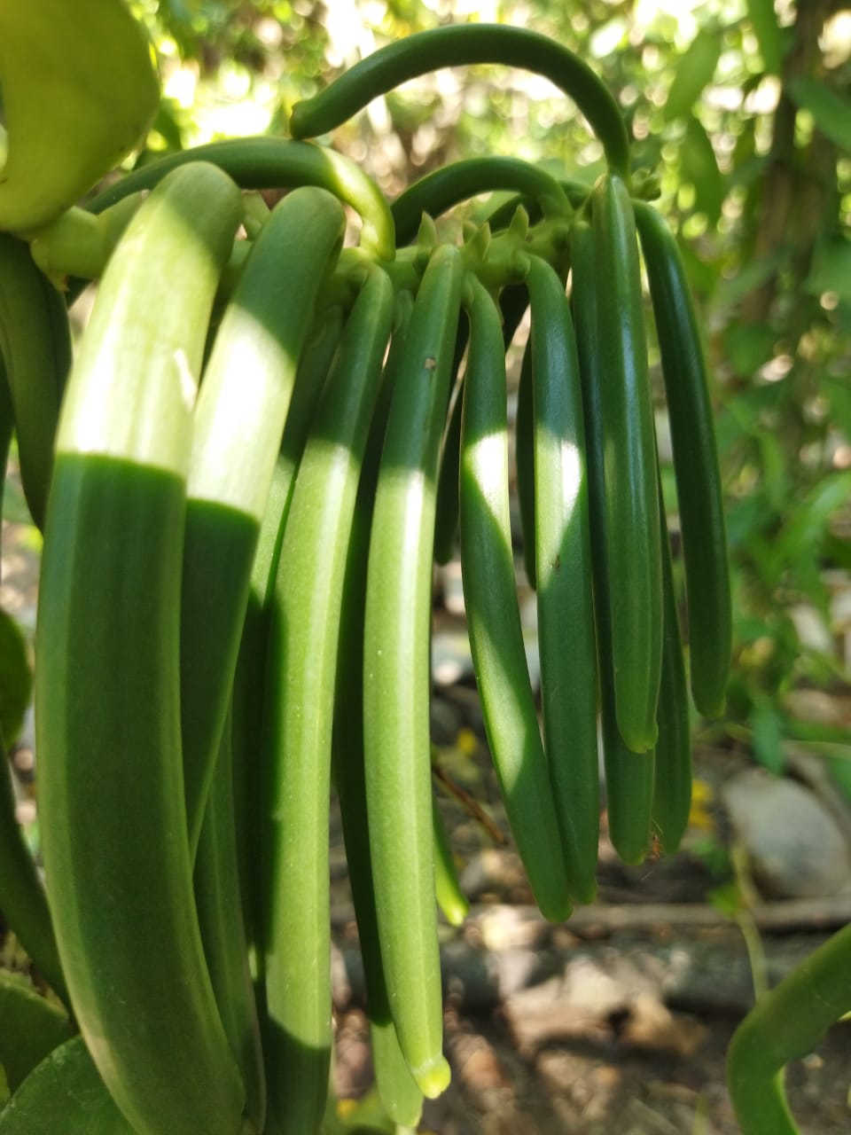 Indonesia - West Papua - Planifolia Vanilla Beans - vanillasoftheworld.com