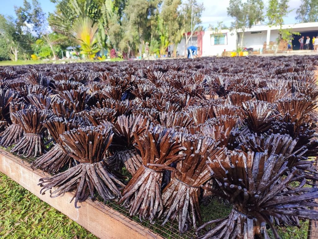Madagascar - Planifolia Vanilla Beans