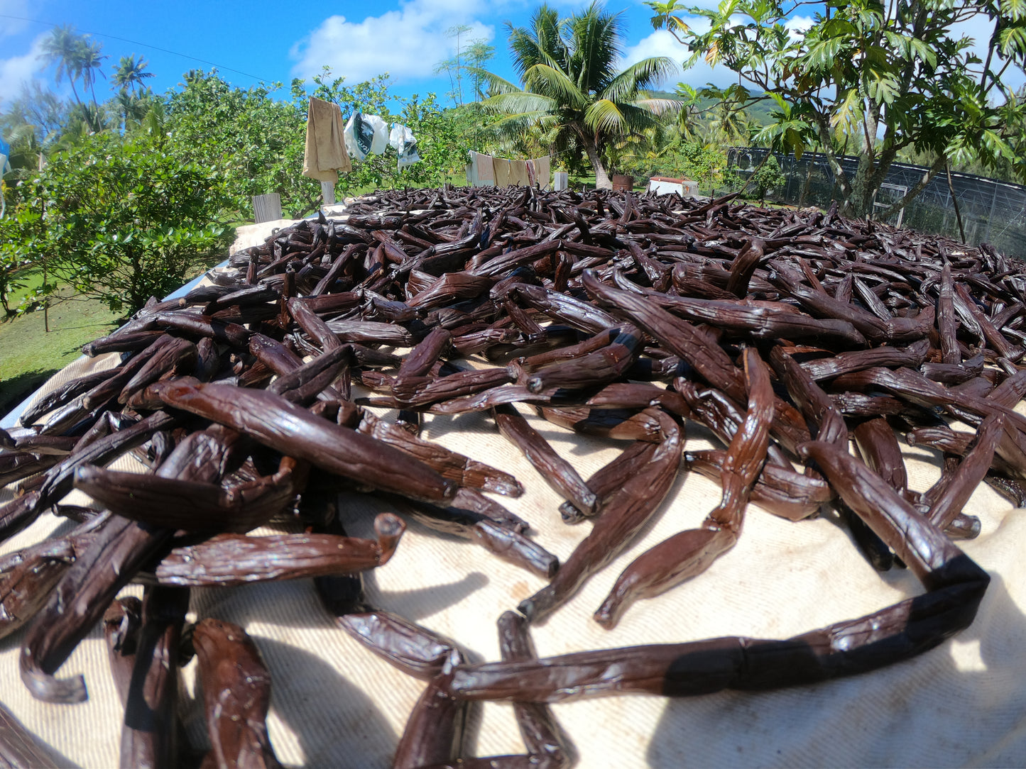 Marquesas Islands - Tahitensis Vanilla Beans - vanillasoftheworld.com