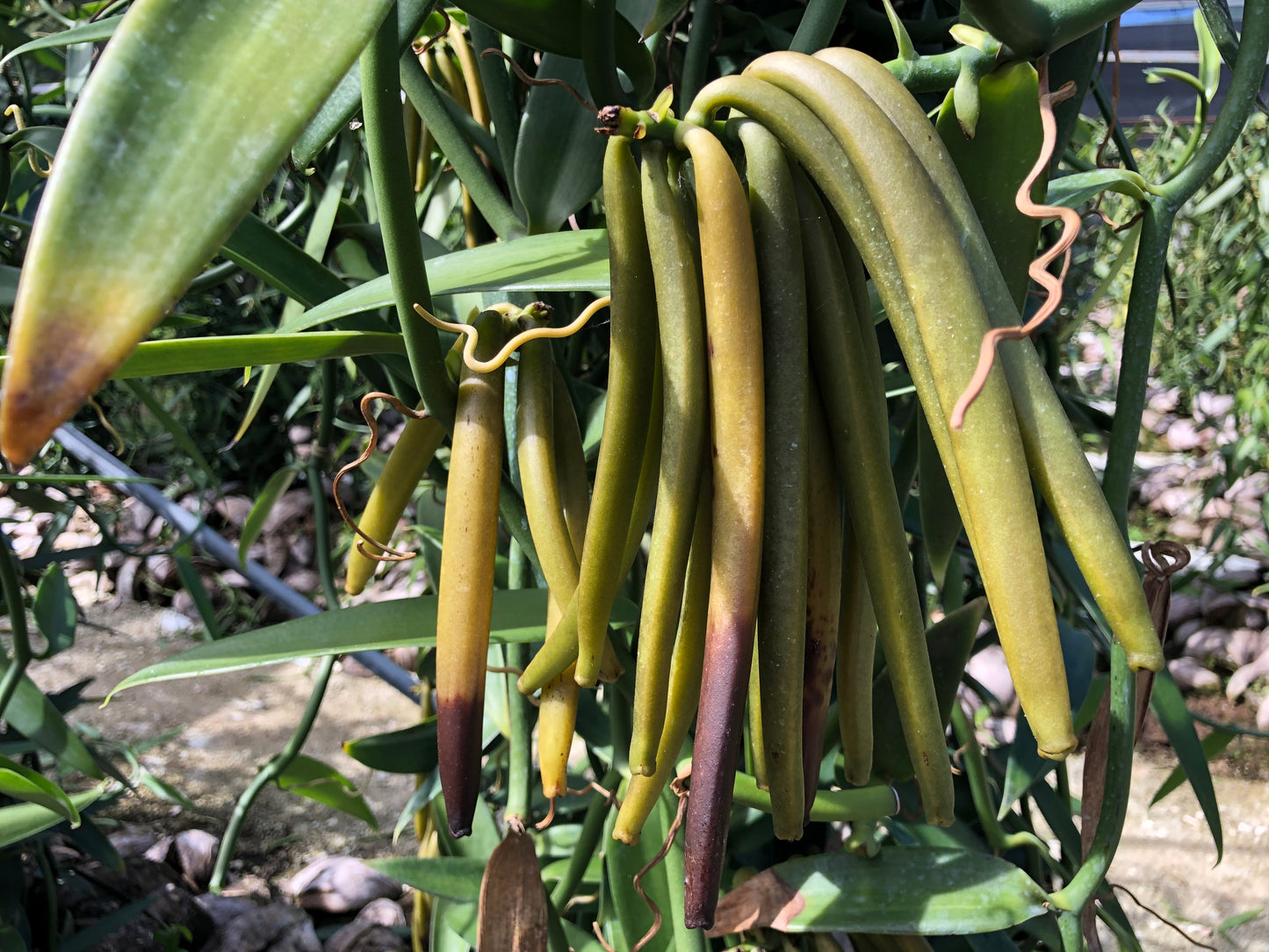Marquesas Islands - Tahitensis Vanilla Beans - vanillasoftheworld.com