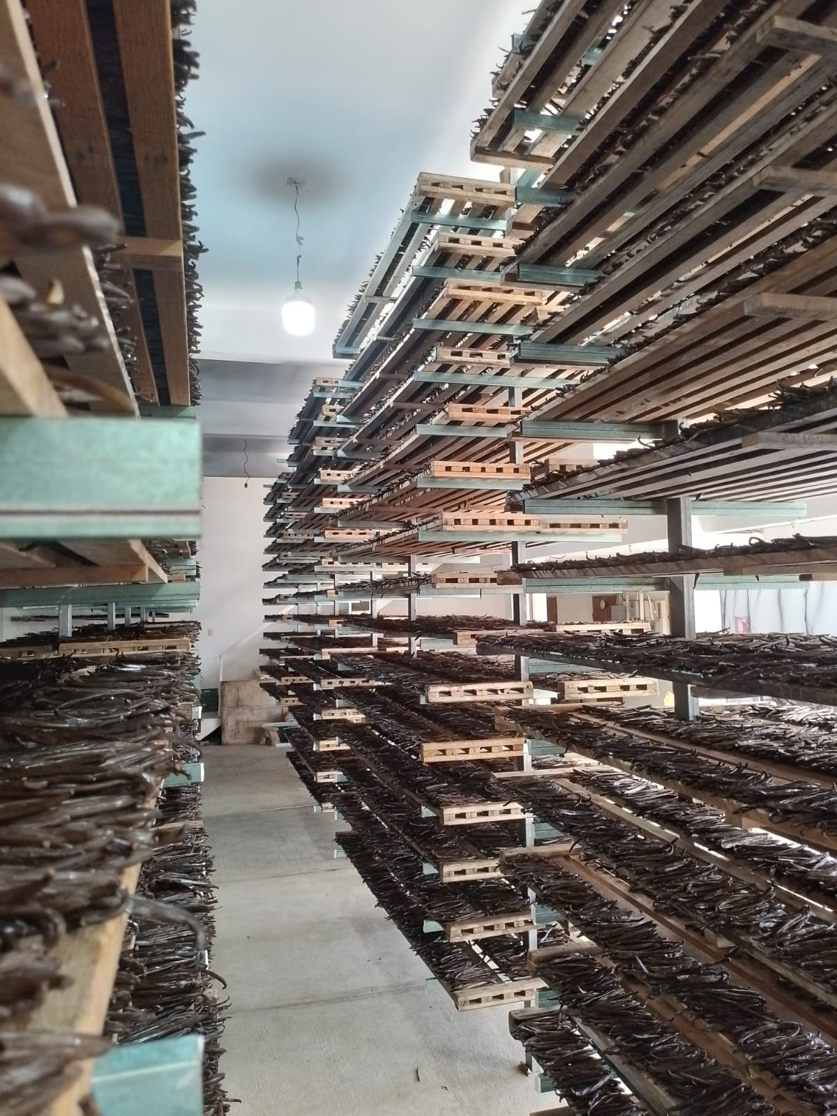 Mexico - Cribbiana Vanilla Beans - vanillasoftheworld.com