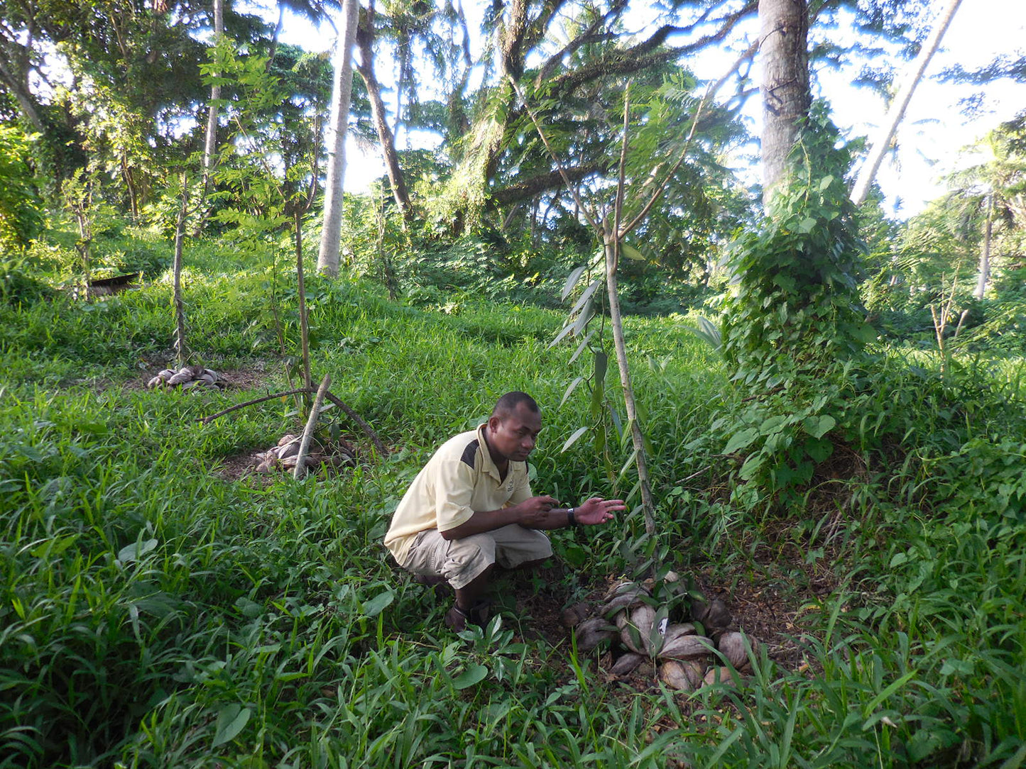 Fiji Planifolia Vanilla Beans - vanillasoftheworld.com