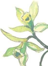 Vanilla Handbook by Piero Bianchessi - USA residents