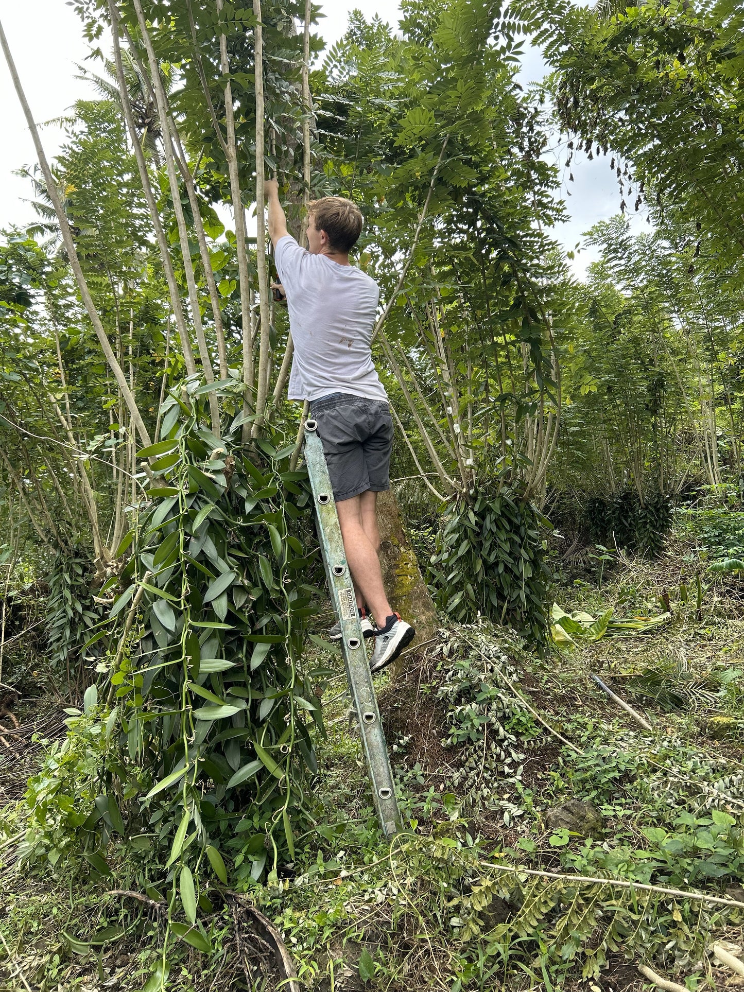 Tonga - Planifolia Vanilla Beans - vanillasoftheworld.com