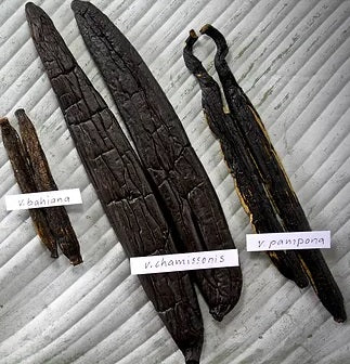 Gourmet Vanilla Beans from Brazil - Chamissonis - vanillasoftheworld.com