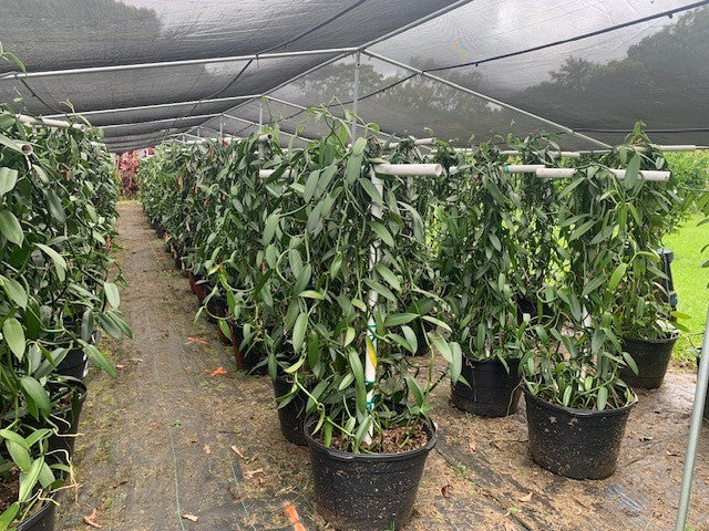 Growing Vanilla in the USA: The Real Challenges in Florida and Hawaii