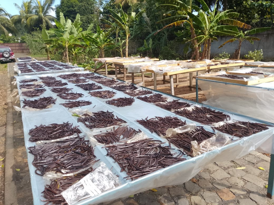 Premium Planifolia Vanilla - The Step-by-Step Process