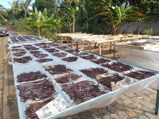 Premium Planifolia Vanilla - The Step-by-Step Process