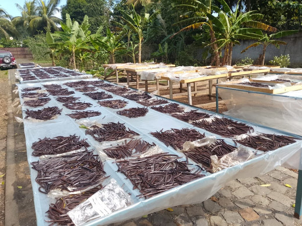 Premium Planifolia Vanilla - The Step-by-Step Process