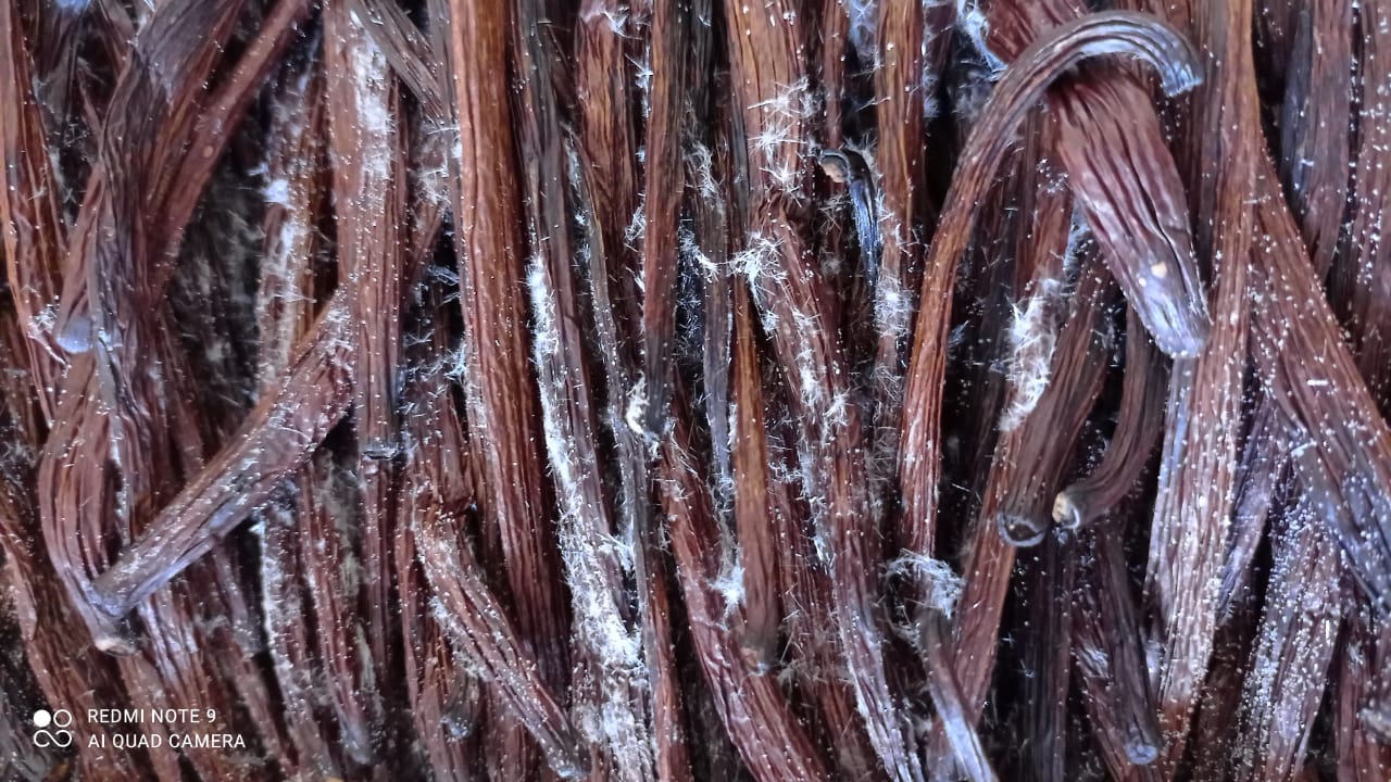 Brazil Planifolia Vanilla Beans - vanillasoftheworld.com