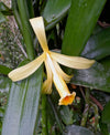 Nicaragua - Pompona Vanilla Beans - vanillasoftheworld.com
