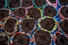 Comoros Planifolia Vanilla Beans - vanillasoftheworld.com