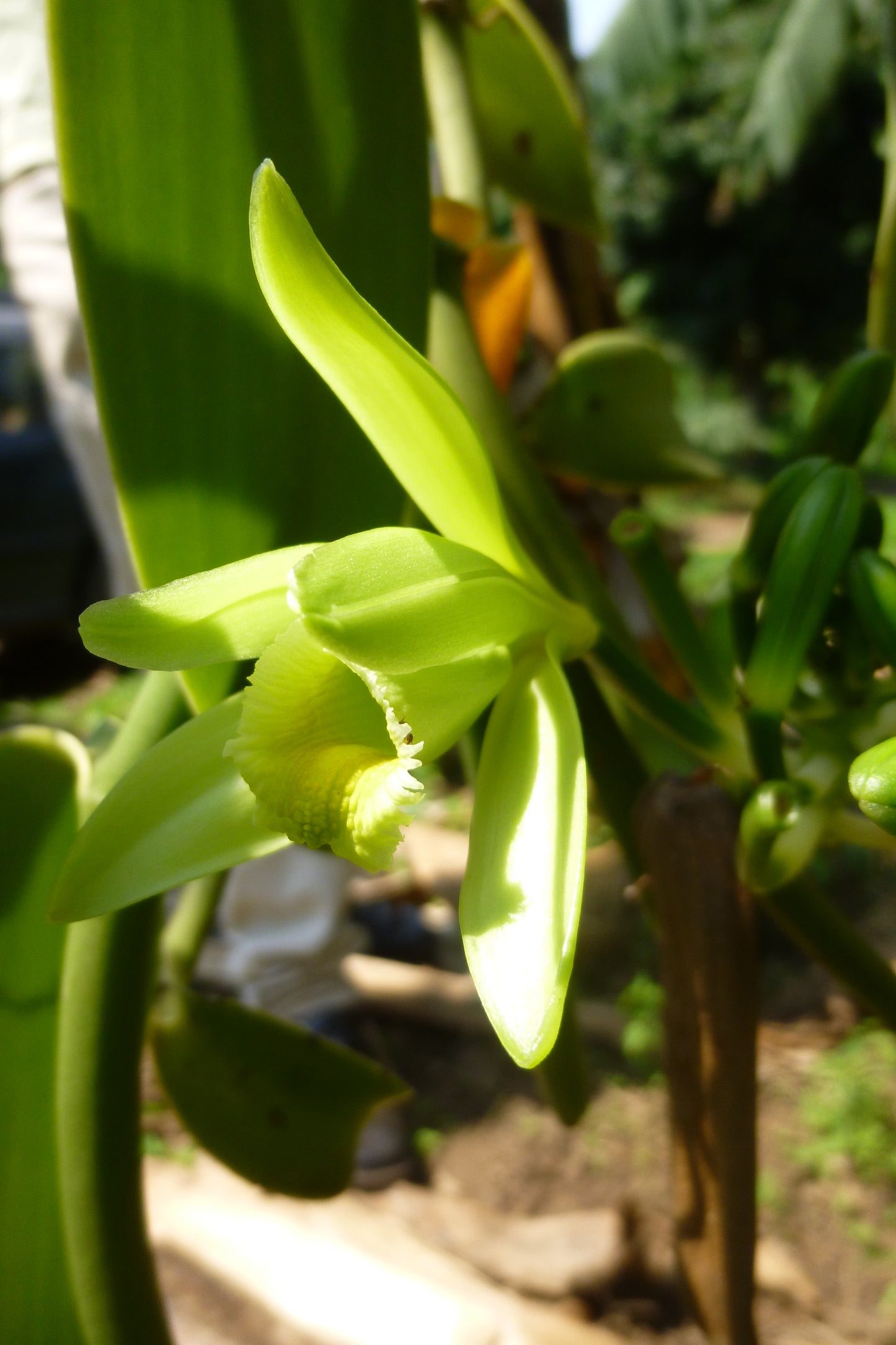 Congo Planifolia Vanilla Beans - vanillasoftheworld.com