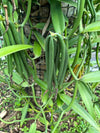 Cook Islands Tahitensis Vanilla Beans - vanillasoftheworld.com