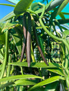 Cook Islands Tahitensis Vanilla Beans - vanillasoftheworld.com