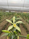 Ecuador Tahitensis Vanilla Beans - vanillasoftheworld.com