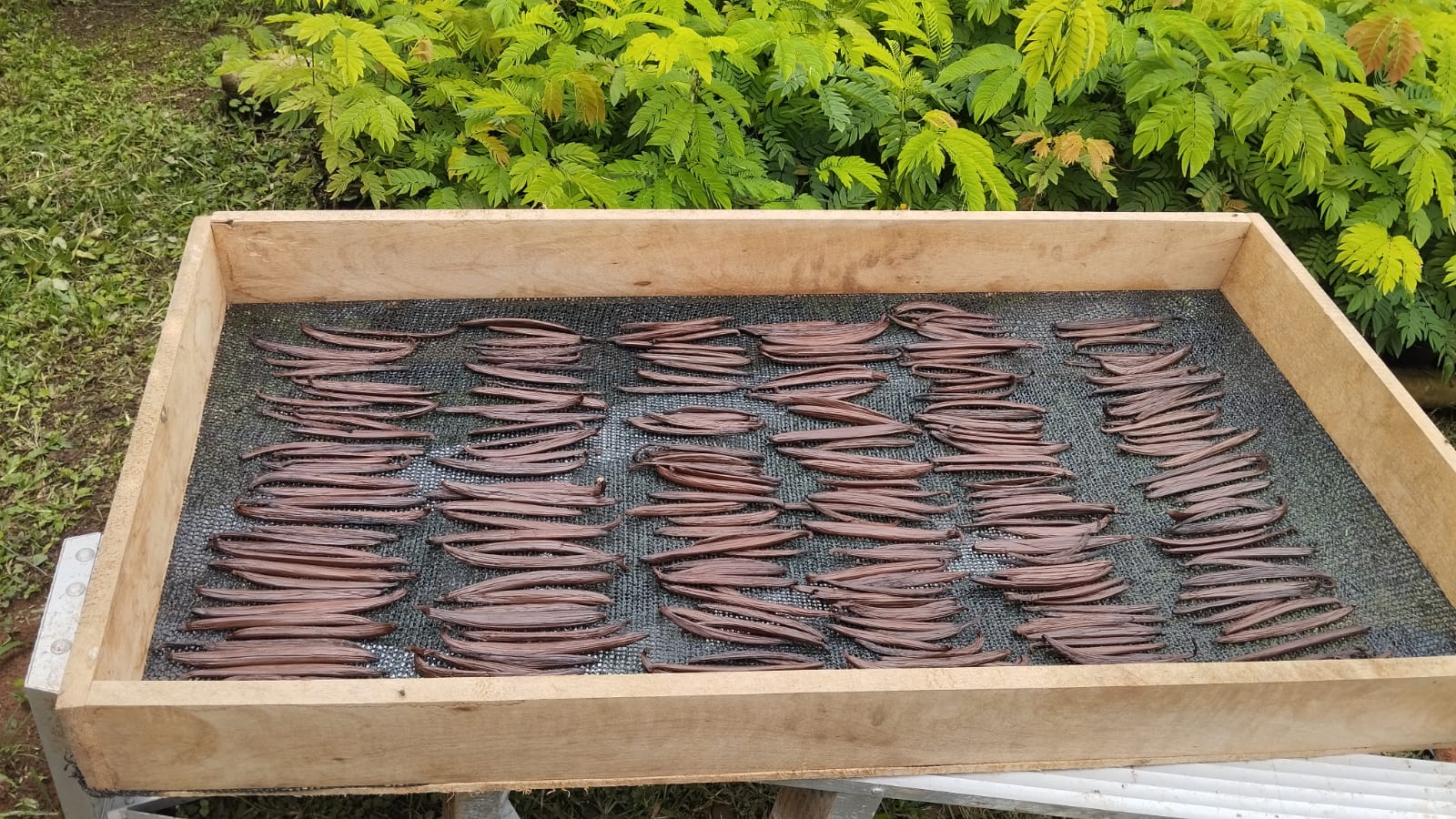 Ecuador - Odorata Vanilla Beans - vanillasoftheworld.com