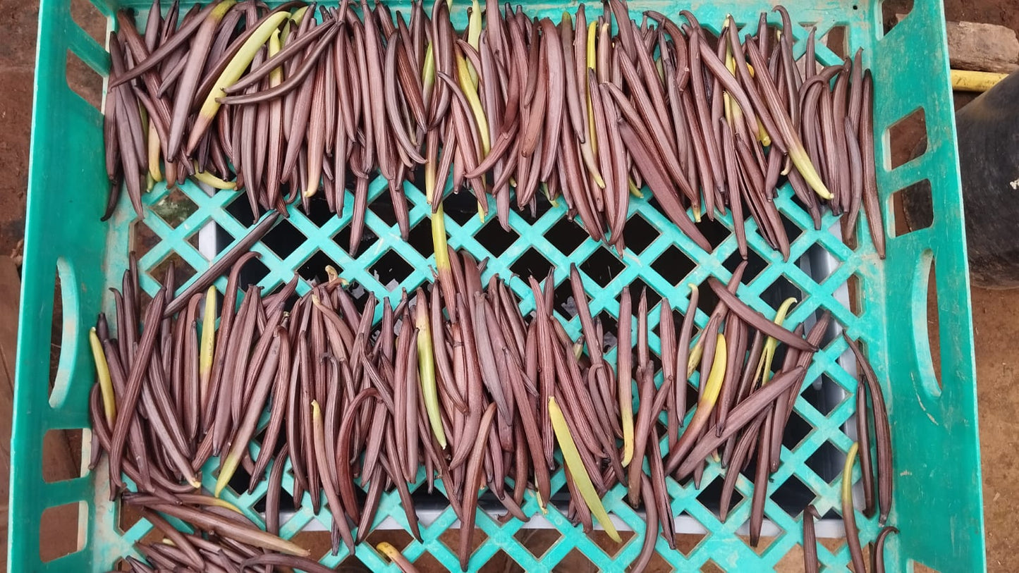 Ecuador - Odorata Vanilla Beans - vanillasoftheworld.com