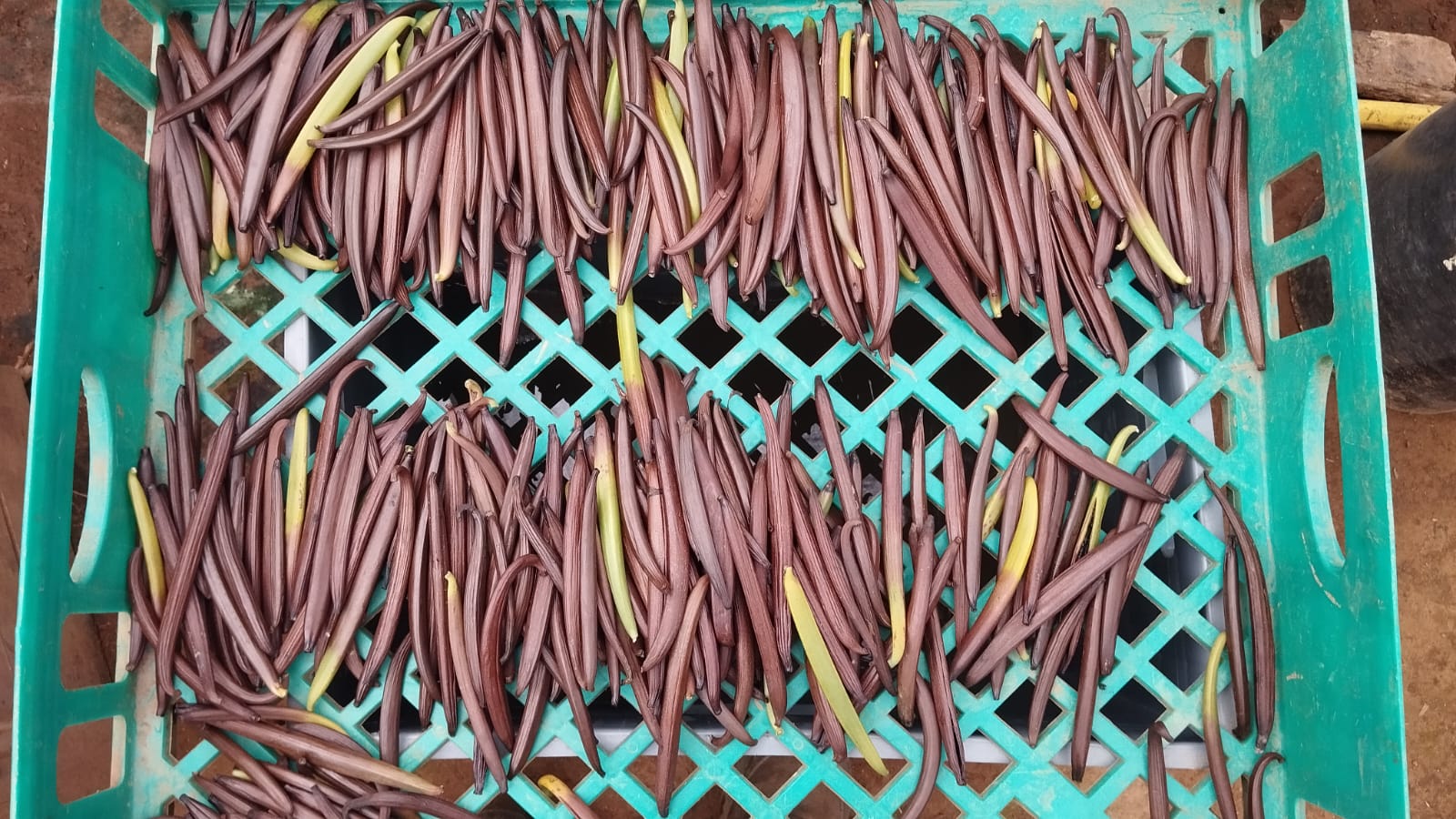 Ecuador - Odorata Vanilla Beans - vanillasoftheworld.com