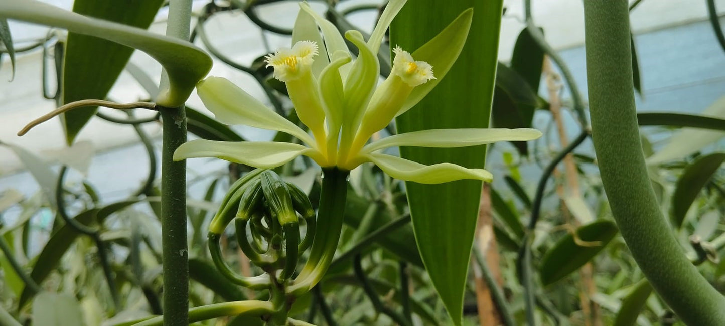 Ecuador - Odorata Vanilla Beans - vanillasoftheworld.com