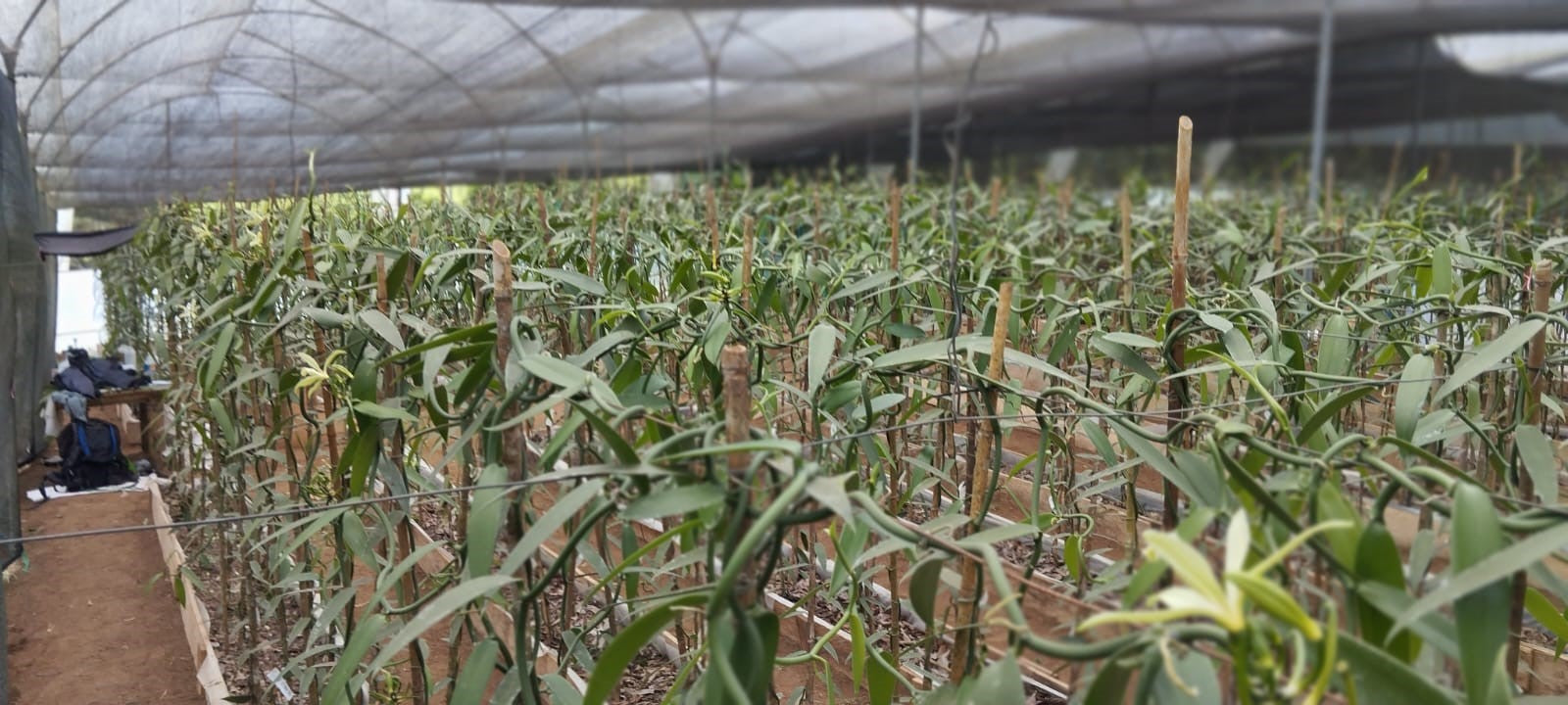 Ecuador - Odorata Vanilla Beans - vanillasoftheworld.com