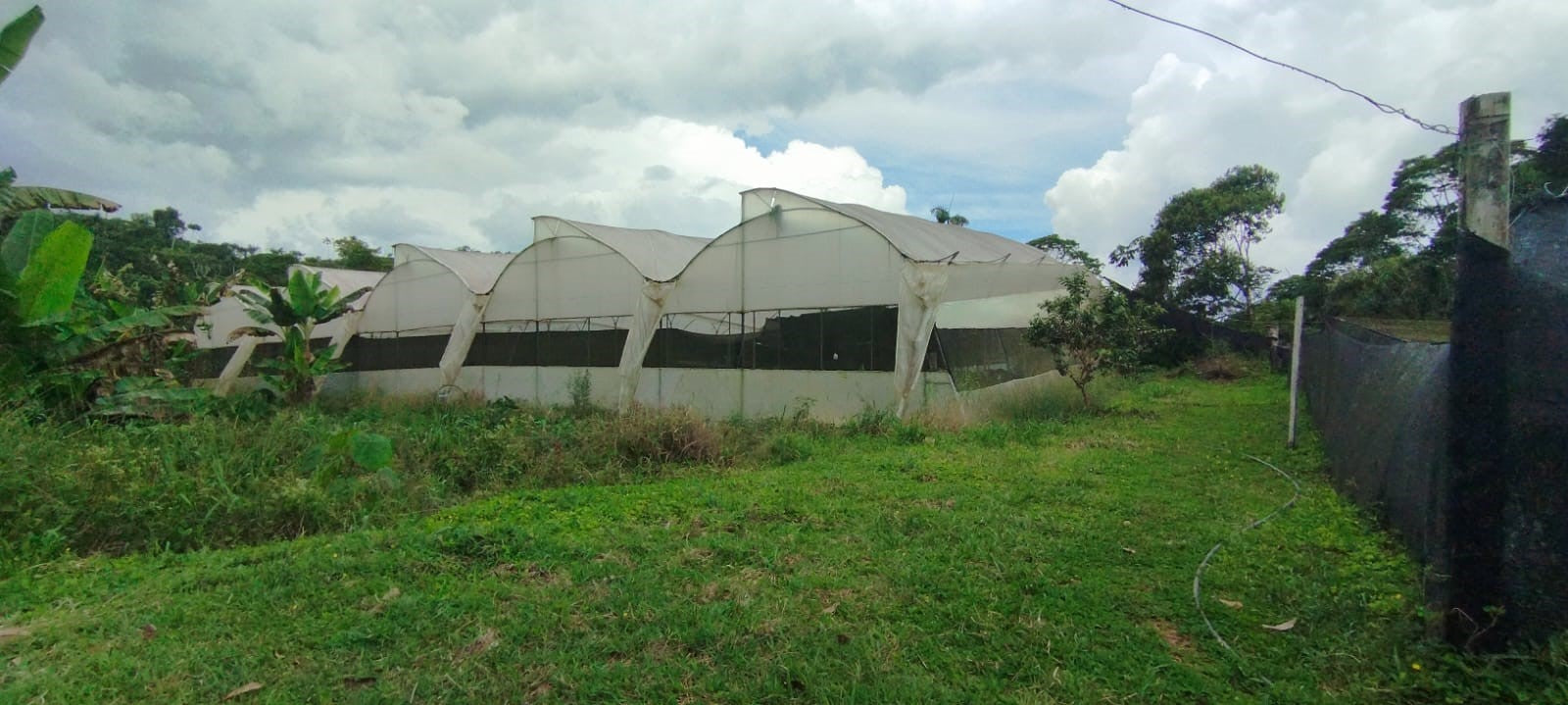 Ecuador - Odorata Vanilla Beans - vanillasoftheworld.com