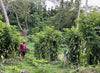 Fiji - Planifolia Vanilla Beans
