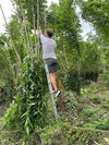 Fiji - Planifolia Vanilla Beans