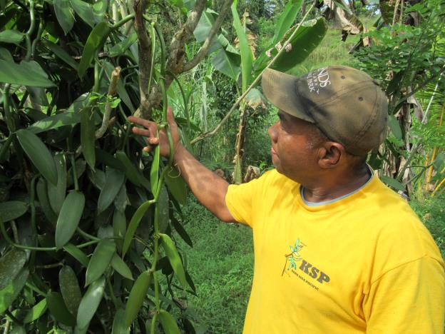 Fiji Planifolia Vanilla Beans - vanillasoftheworld.com