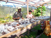 Fiji - Planifolia Vanilla Beans