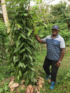 Fiji - Planifolia Vanilla Beans