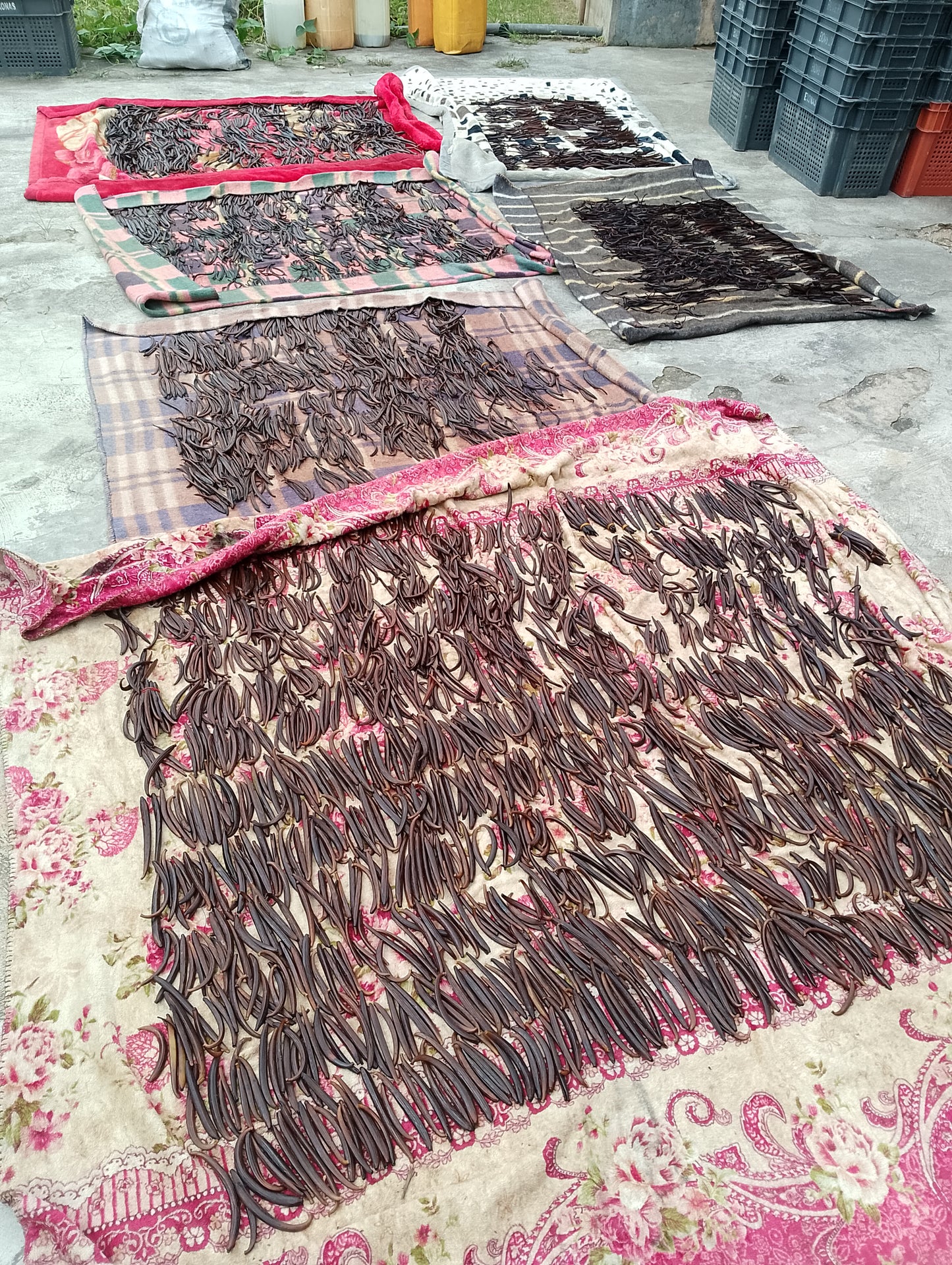 Ghana Planifolia Vanilla Beans - vanillasoftheworld.com