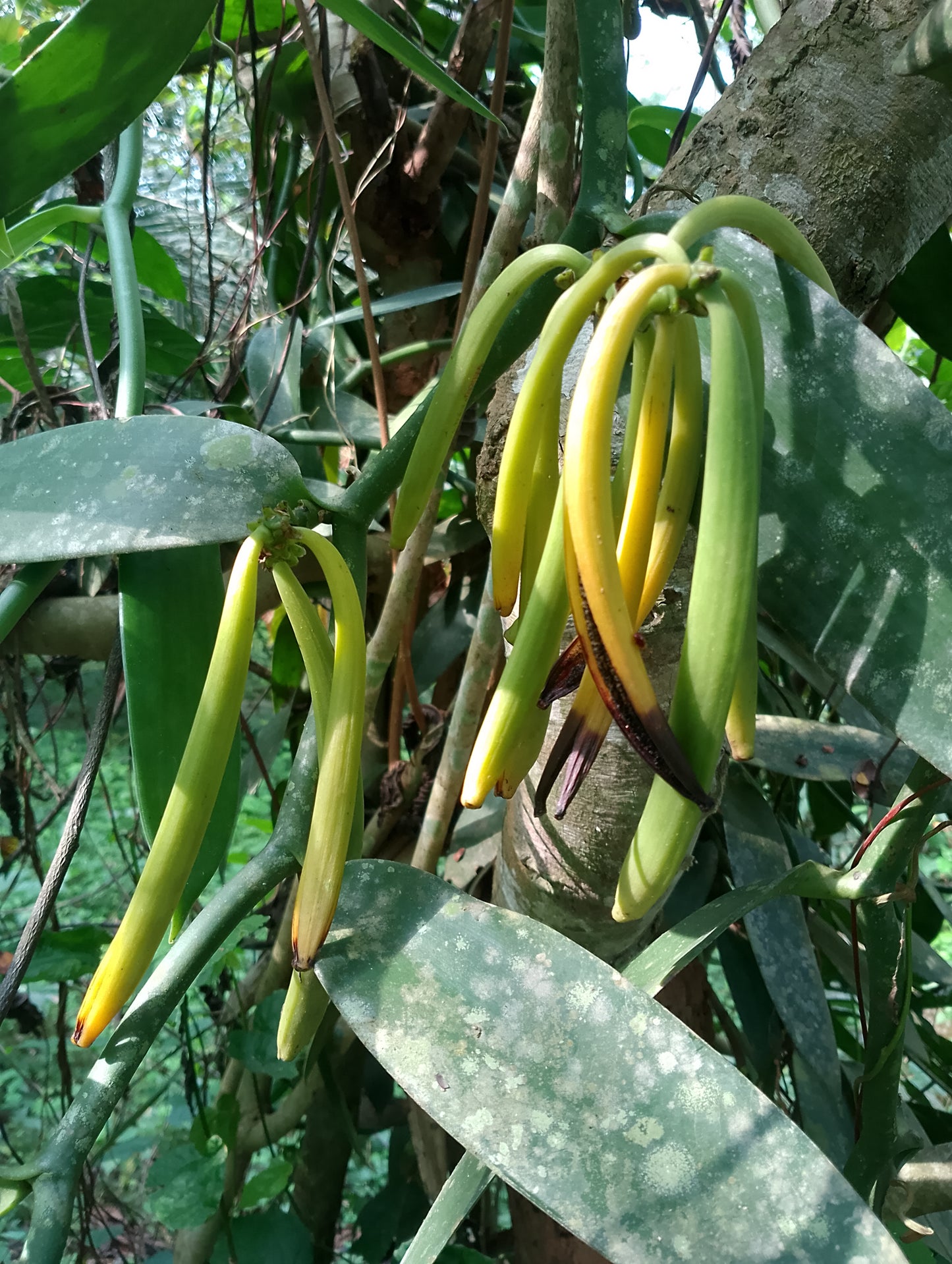 Ghana Planifolia Vanilla Beans - vanillasoftheworld.com