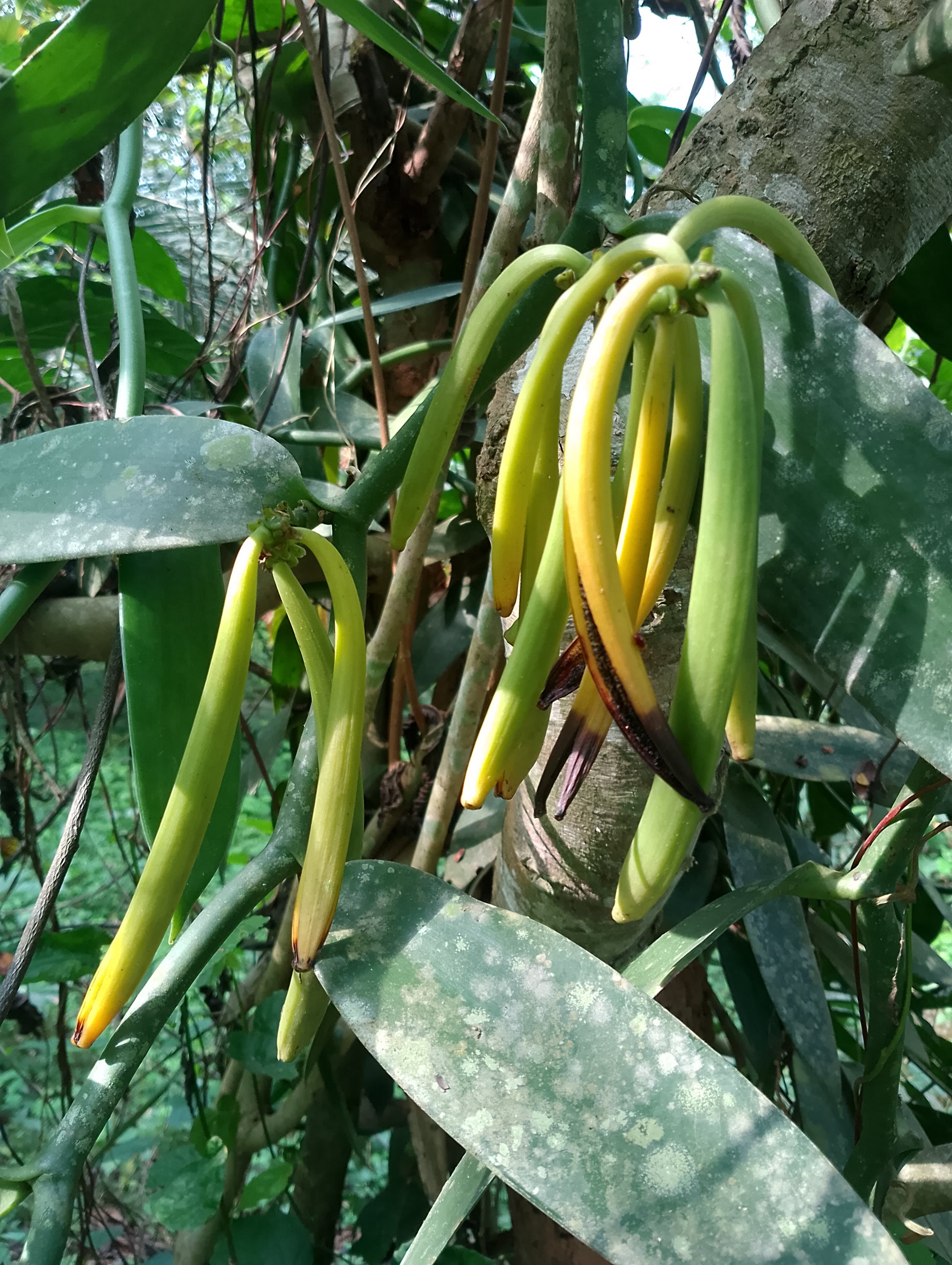 Ghana Planifolia Vanilla Beans - vanillasoftheworld.com