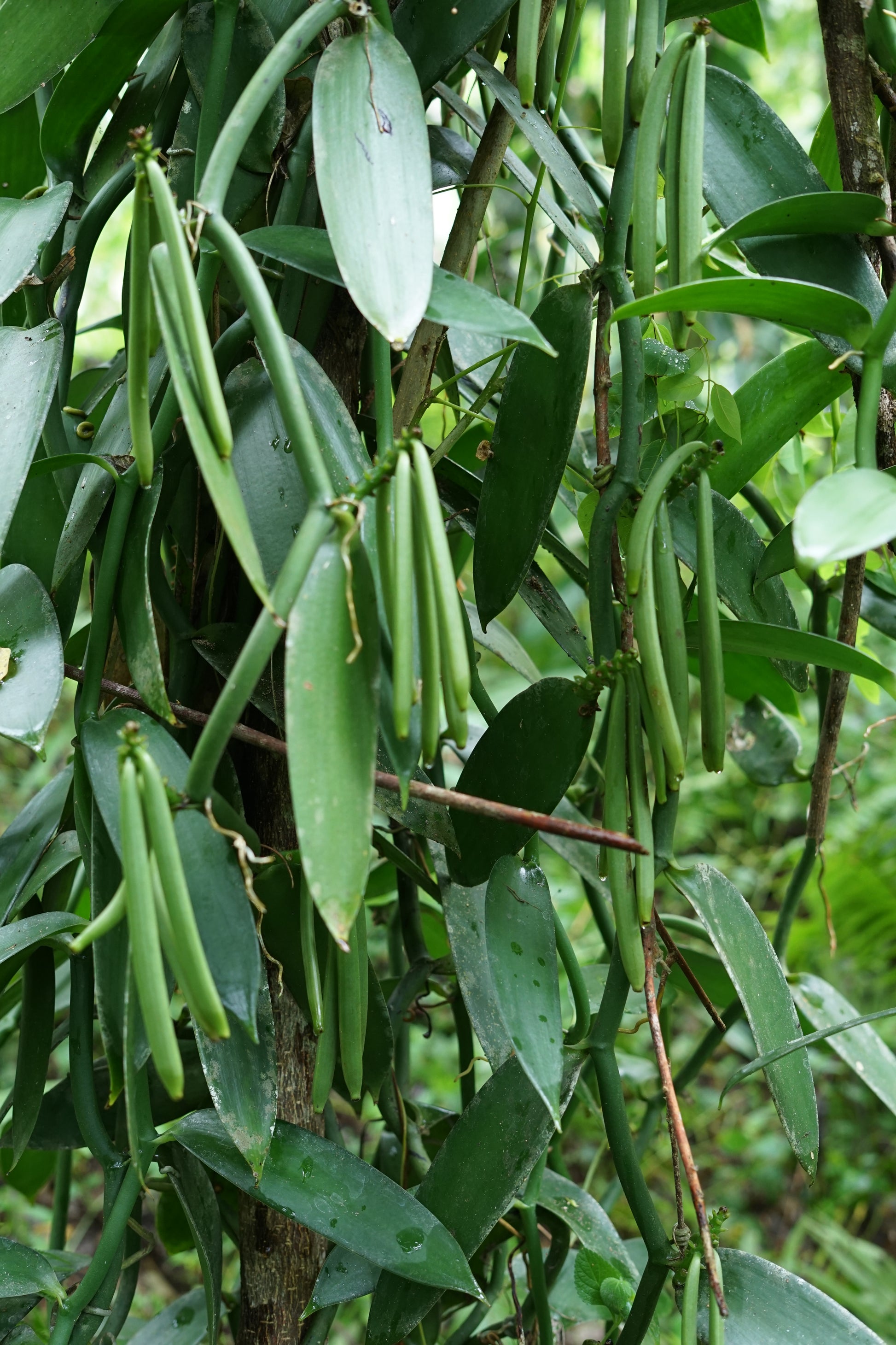 Indonesia - West Papua - Planifolia Vanilla Beans - vanillasoftheworld.com