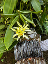 Guatemala Cribbiana Vanilla Beans - vanillasoftheworld.com