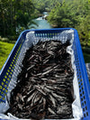 Guatemala Cribbiana Vanilla Beans - vanillasoftheworld.com