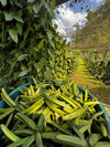 Guatemala Cribbiana Vanilla Beans - vanillasoftheworld.com