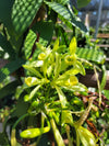 Hawaii Planifolia Vanilla Beans - vanillasoftheworld.com