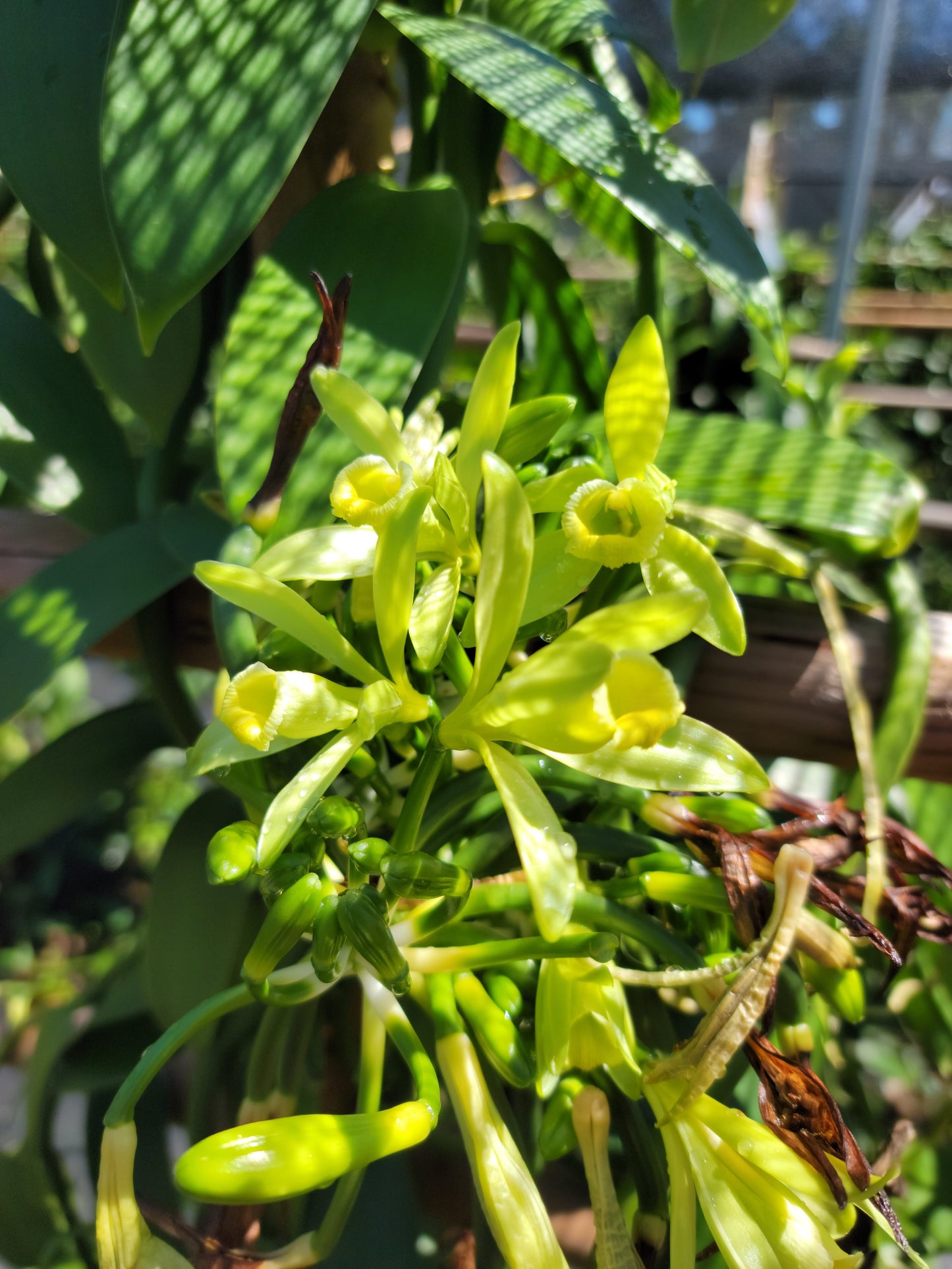 Hawaii Planifolia Vanilla Beans - vanillasoftheworld.com