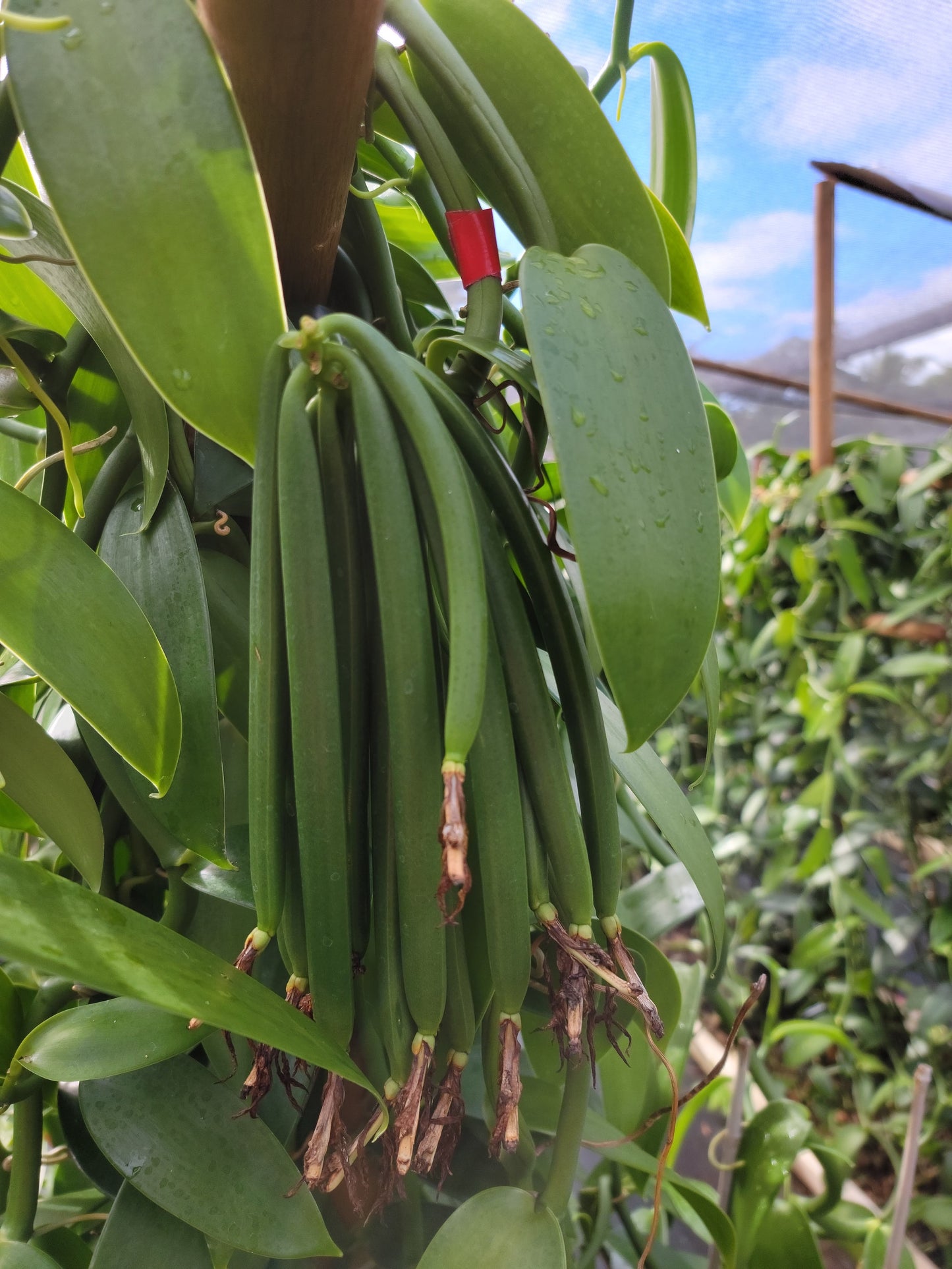 Hawaii Planifolia Vanilla Beans - vanillasoftheworld.com