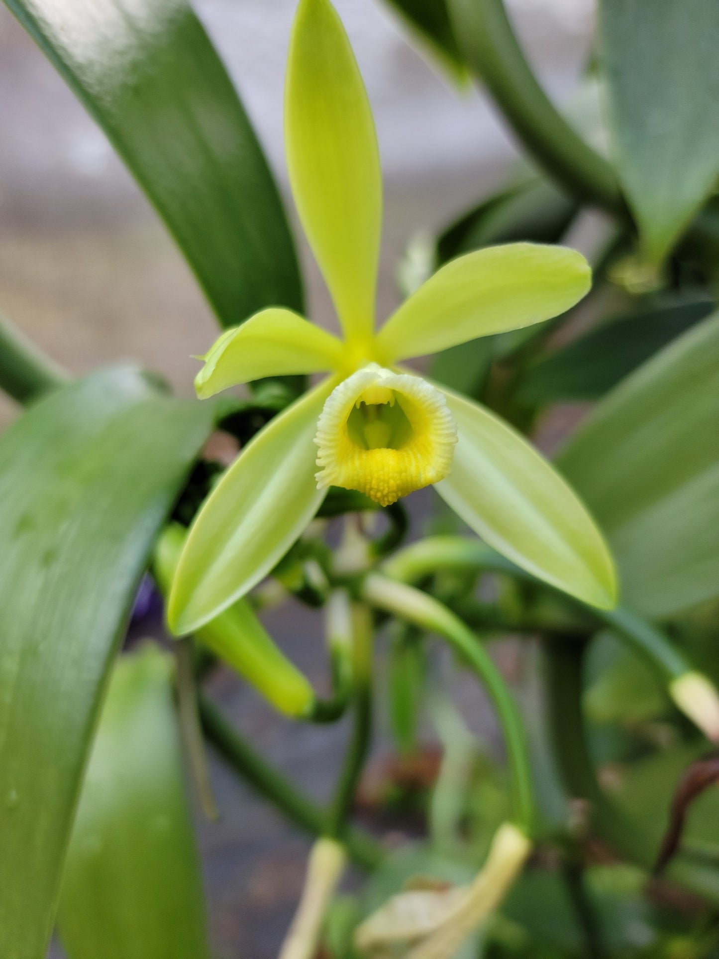 Hawaii Planifolia Vanilla Beans - vanillasoftheworld.com