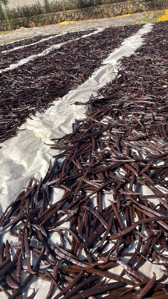 India Planifolia Vanilla Beans - vanillasoftheworld.com