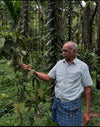 India Planifolia Vanilla Beans - vanillasoftheworld.com