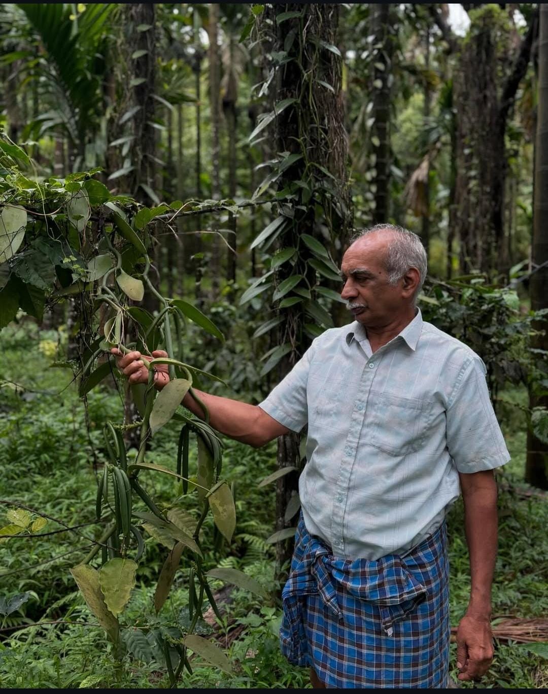 India Planifolia Vanilla Beans - vanillasoftheworld.com