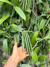 Madagascar - Planifolia - GROUND Vanilla Beans - Certified Organic - vanillasoftheworld.com
